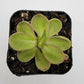 Pinguicula emarginata