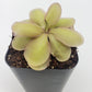 Pinguicula emarginata {red coloured and big rosette} x elizabethiae