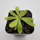 Pinguicula emarginata x moctezumae
