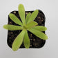 Pinguicula emarginata x moctezumae