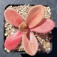 Pinguicula gigantea red