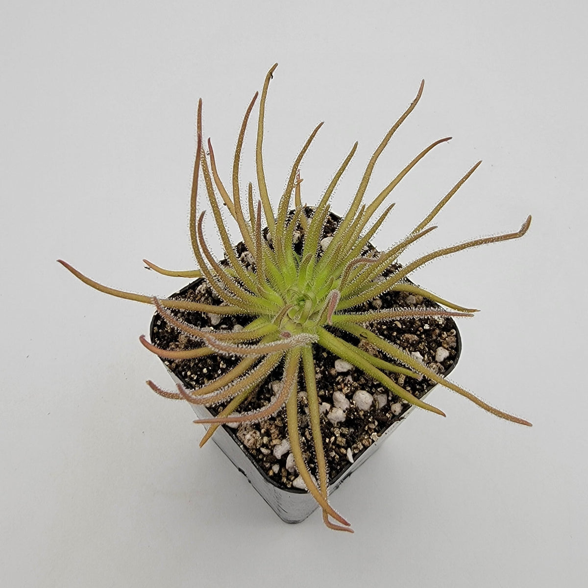 Pinguicula gypsicola {Buena Vista, San Luis Potosi, Mex}