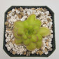 Pinguicula laueana "Crimson Flower"