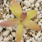 Pinguicula laueana x gypsicola