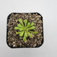 Pinguicula laxifolia