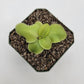 Pinguicula macrophylla