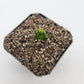 Pinguicula macrophylla