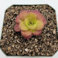 Pinguicula martinezii