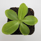 Pinguicula moranensis var. alba