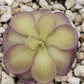 Pinguicula moranensis var. alba x cyclosecta