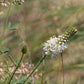 1000 WHITE PRAIRIE CLOVER Dalea Candida Flower Seeds