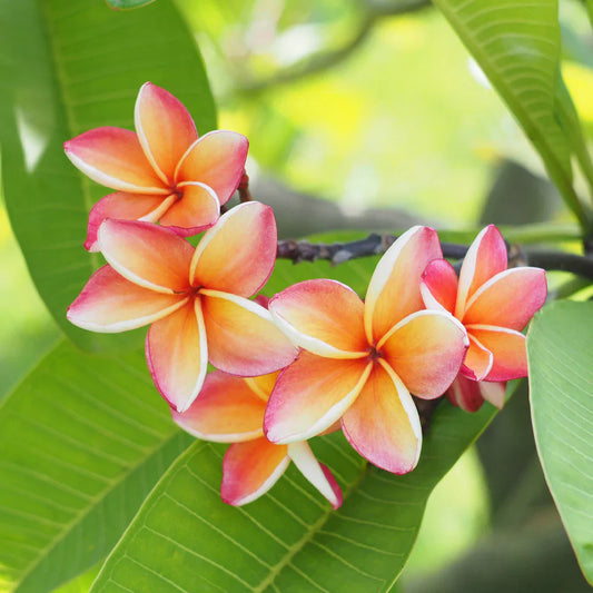 Plumeria - ROOM & LINEN SPRAY -- by Moon Water Apothecary!