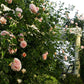 Polka Climbing Rose 1.5 gallon Pot