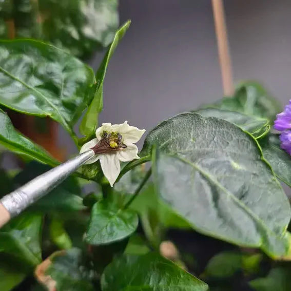 Pollination Brush (Hand Pollinator)