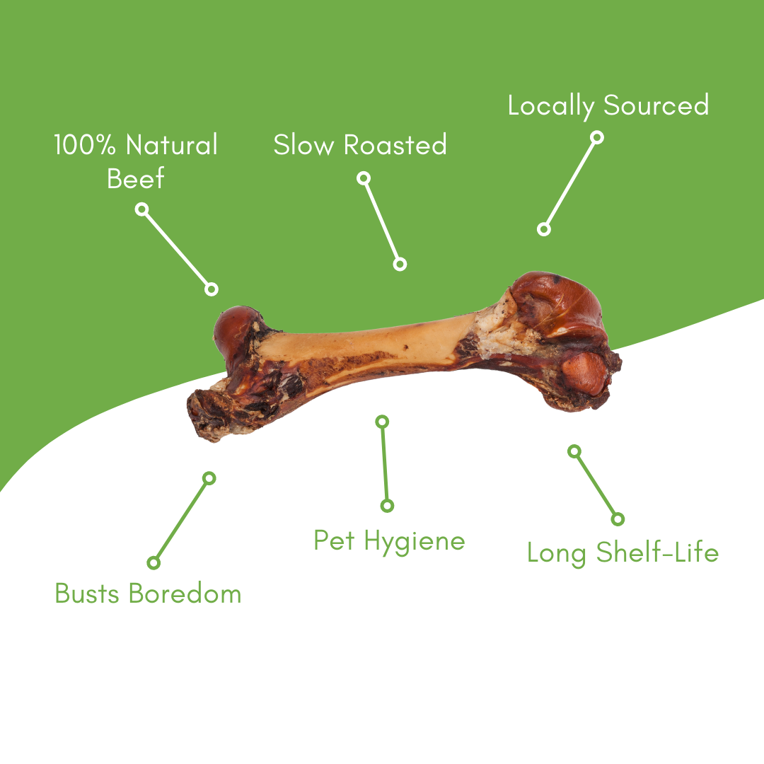 Porky Femur Bone
