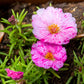 40 Sundial PEPPERMINT PORTULACA Grandiflora Moss Rose Pink Streaked Succulent Flower Seeds