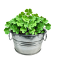 Pot O' Good Luck - Grow Your Own Shamrocks Multipack of 3