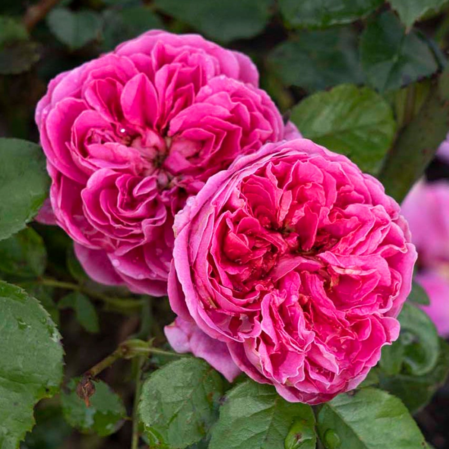 PowerPuff Pink Rose Plant 1.5 gallon Pot