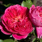 PowerPuff Pink Rose Plant 1.5 gallon Pot