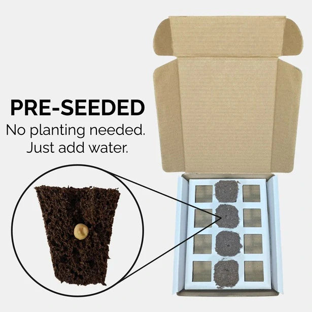 Marigold Durango Outback Mix Seeds (4x)