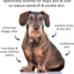 Pride + Groom Sensitive Dog Shampoo Natural Essential Oils 16oz