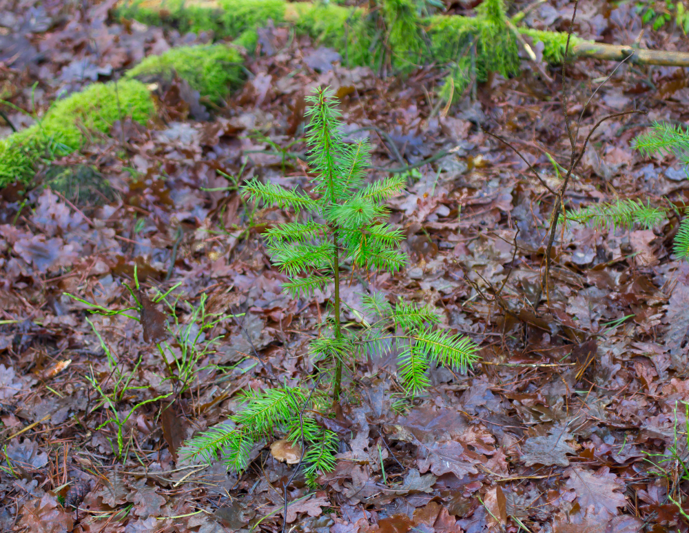 Planta un árbol para alguien en Vermont - Árboles conmemorativos y de homenaje