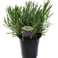 Planta viva de lavanda de la Provenza francesa, hierba aromática en maceta de 2,5 cuartos de galón