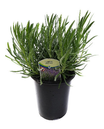 Planta viva de lavanda de la Provenza francesa, hierba aromática en maceta de 2,5 cuartos de galón