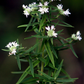 500 VIRGINIA MINT Pycnanthemum Virginianum Mountainmint Native White Flower Herb Seeds
