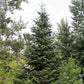 30 BALSAM FIR Tree Abies Balsamea Christmas Tree Silver Pine Canadian Fir Native Evergreen Seeds