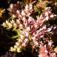 50 SEASTAR / WIDOWS Cross SEDUM Sea Star Stonecrop Sedum Pulchellum Flower Seeds