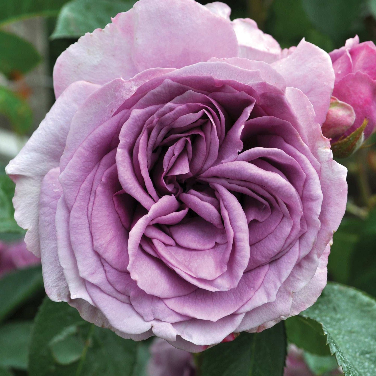Arborose Quicksilver Purple Climbing Rose 1.5 Gallon Pot