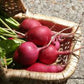 RADISH Seeds, German Giant