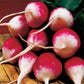 RADISH Seeds, Sparkler