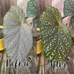 Leaf Shine Cloth Wipes Natural & Organic - Oregon Licensed Nursery