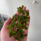 Red Root Floater