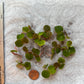 Red Root Floater