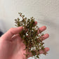 Rotala Rotundifolia "Red" (8 stems)