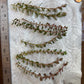 Rotala Rotundifolia "Red" (8 stems)