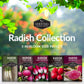 5 Variety Radish Seeds Pack – Heirloom Collection for Spring, Summer & Fall Gardens