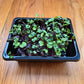 Radish Confetti Mix Microgreens Seeds