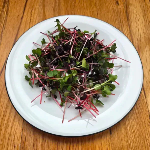 Radish Confetti Mix Microgreens Seeds
