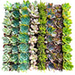Assorted 2 Inch Succulent Tray