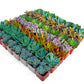 Assorted 2 Inch Succulent Tray