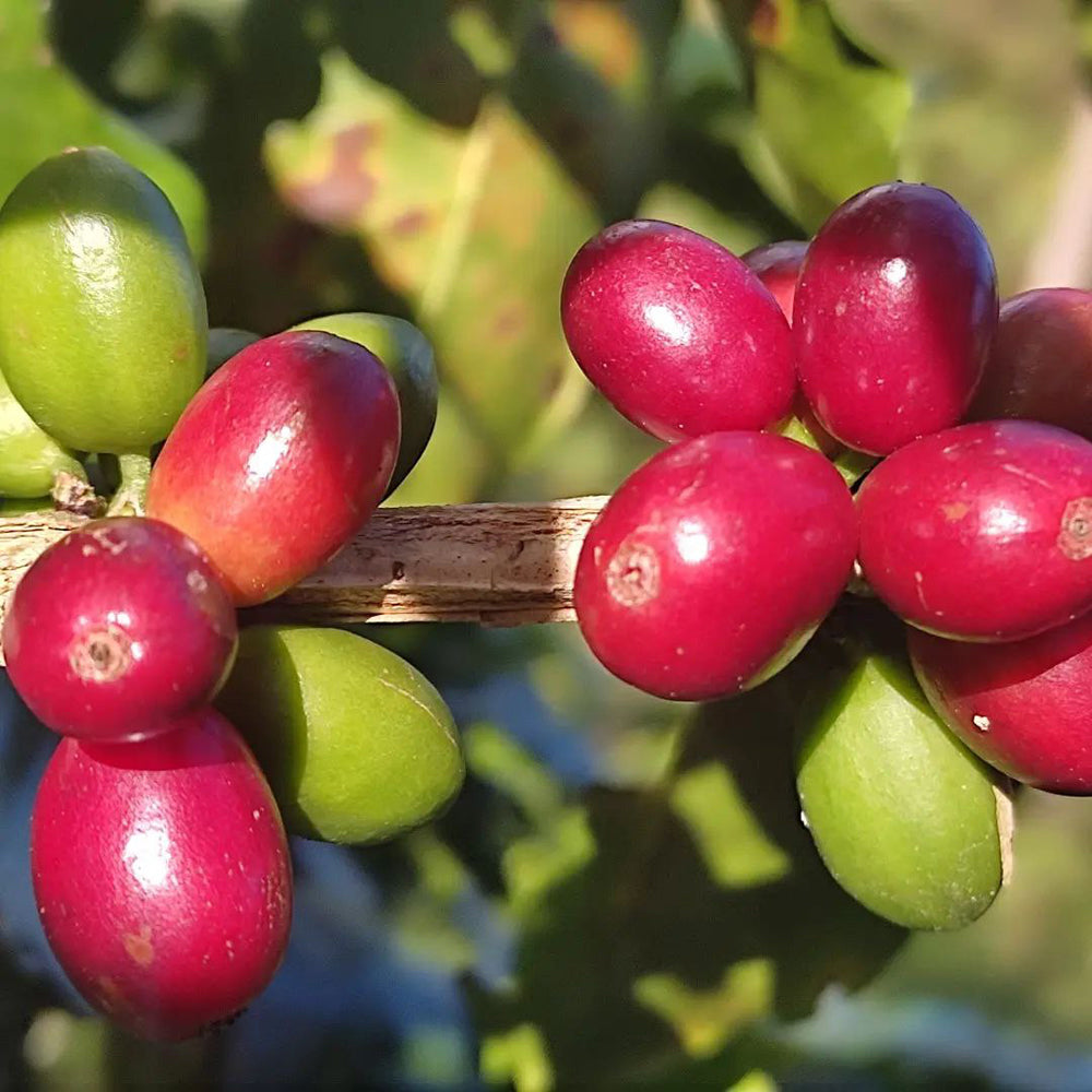 Mezcla de Espresso Hondureño – Café de Especialidad de Tueste Medio-Oscuro