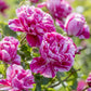 Raspberry Cream Twirl Climbing Rose 1.5 gallon Pot