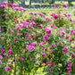 Raspberry Cream Twirl Climbing Rose 1.5 gallon Pot