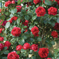 Red Eden Climbing Rose 1.5 gallon Pot