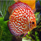 Red Pigeon Blood Discus