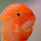 Red Spot Severum